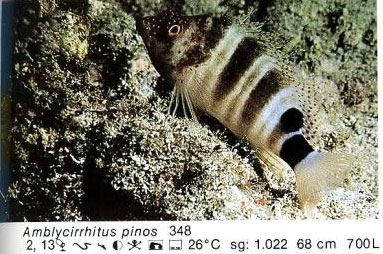 Amblycirrhitus pinos